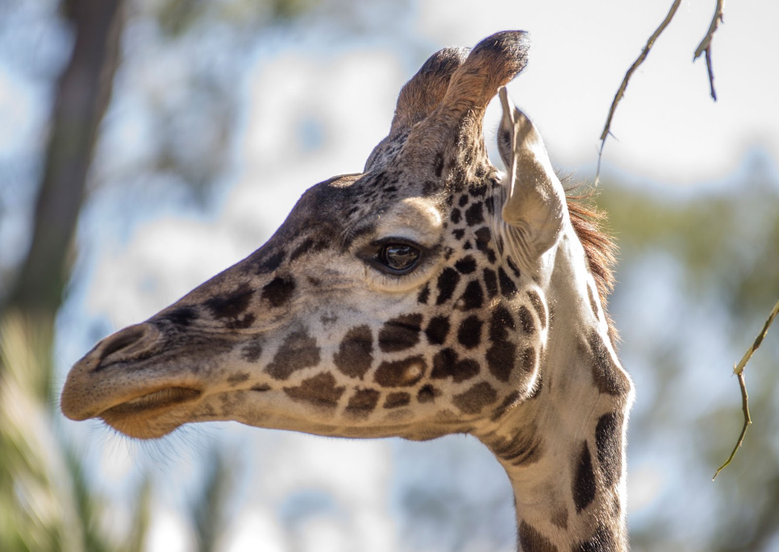 San Diego Zoo Part I 026
